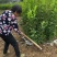 佛手两年苗，基地直销，决无中间商，根系发达，批发零售，