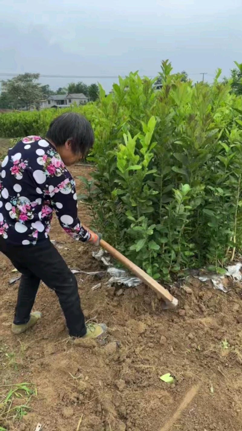 佛手两年苗，基地直销，决无中间商，根系发达，批发零售，