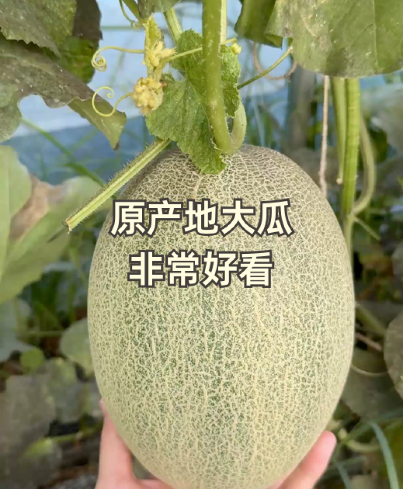 哈密瓜