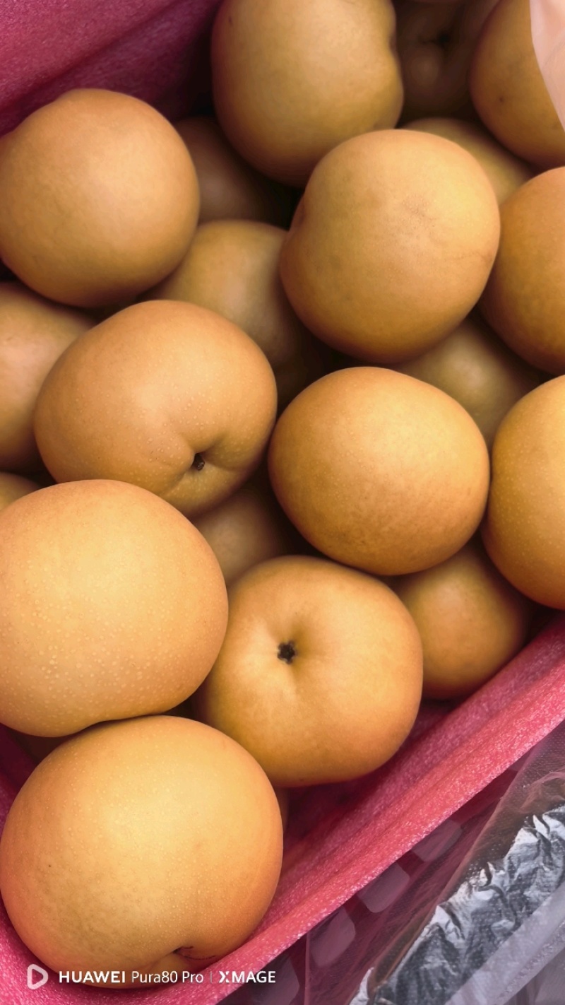 精品圆黄6两起，大量上市，6.8元
