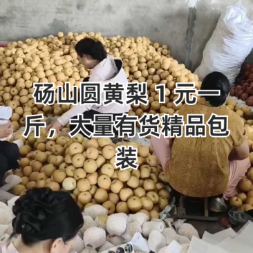 砀山圆黄梨,新玉梨,秋月梨,皇冠梨,原产地对接电商及市场