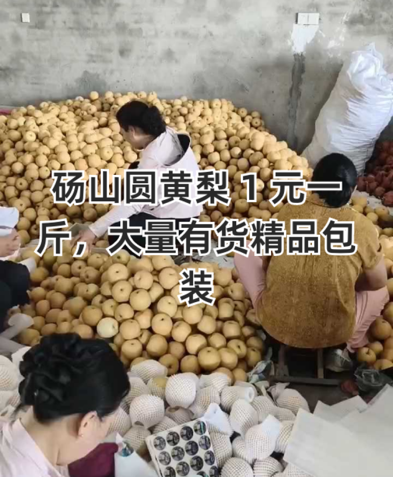 砀山圆黄梨，新玉梨，秋月梨，皇冠梨，原产地对接电商及市场