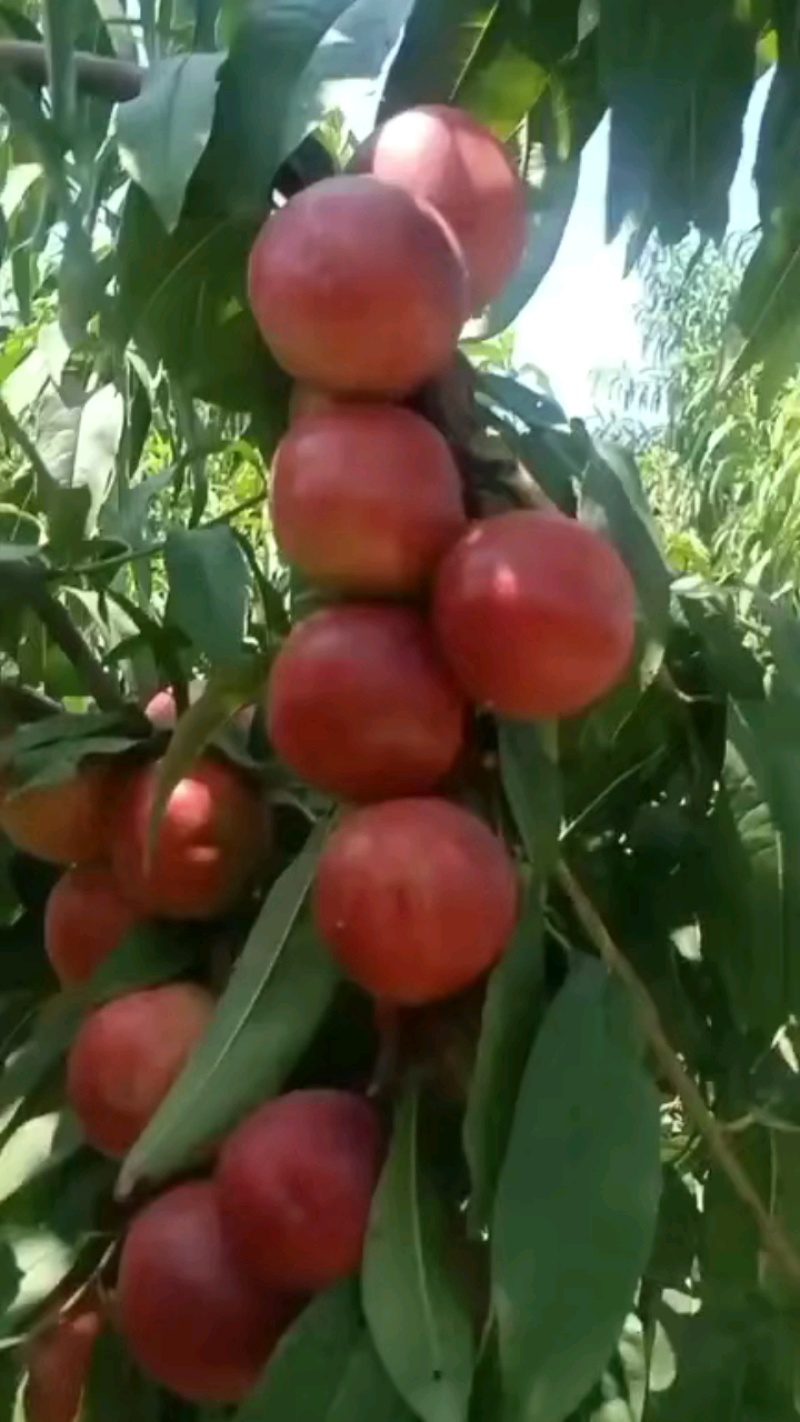 【推荐】珍珠油枣油桃陕西油桃基地直发一手货源价格美丽