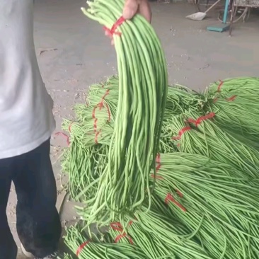 山东长豆角现摘现发条形好细直鲜嫩可以打冷按需分拣打捆