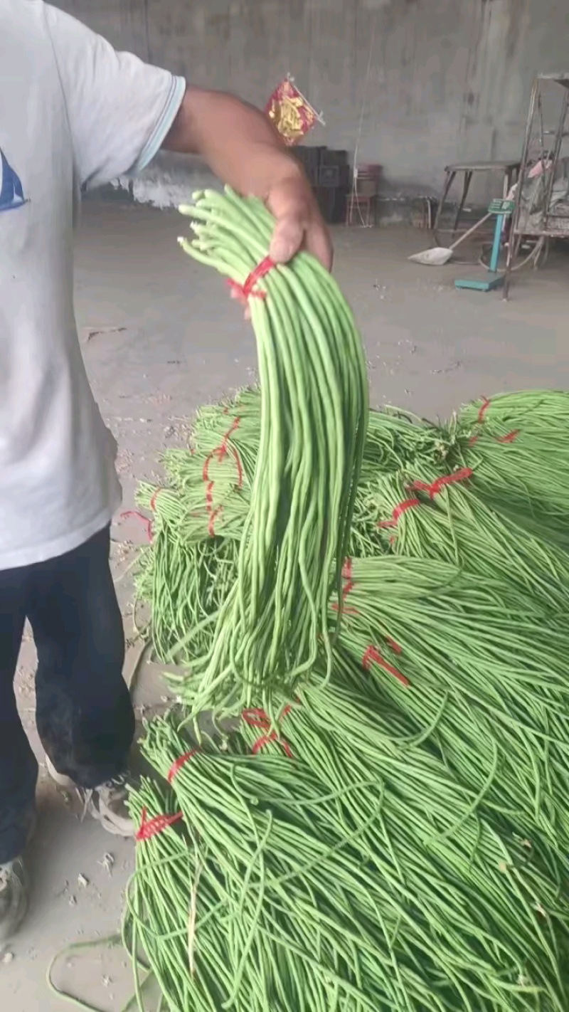 山东长豆角现摘现发条形好细直鲜嫩可以打冷按需分拣打捆