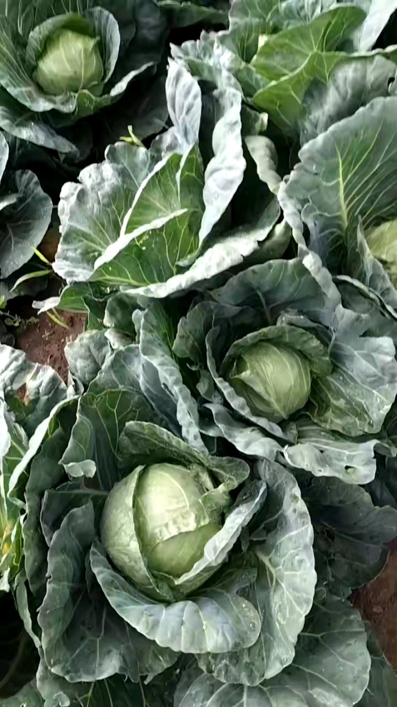 精品甘蓝大量上市，货源充足，质量保证价格实惠可视频看货