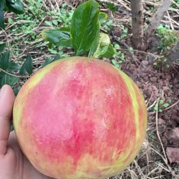 四川大凉山突尼斯软籽石榴高二级果,二级果小彩果工厂果饮料