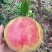 四川大凉山突尼斯软籽石榴高二级果,二级果小彩果工厂果饮料