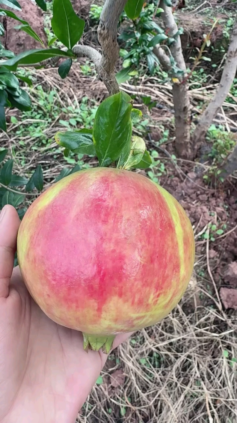 四川大凉山突尼斯软籽石榴高二级果，二级果小彩果工厂果饮料