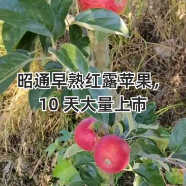 昭通早熟红露苹果,10天大量上市