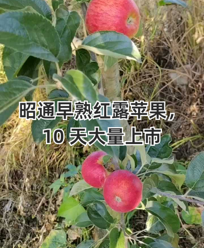 昭通早熟红露苹果，10天大量上市