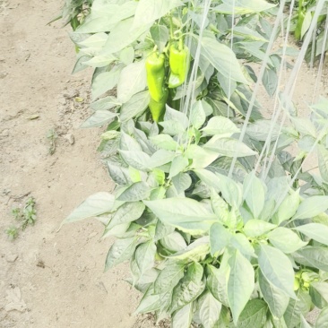 安徽精选鲜辣椒大量现货优质红椒质量保证产地直发