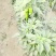 安徽精选鲜辣椒大量现货优质红椒质量保证产地直发