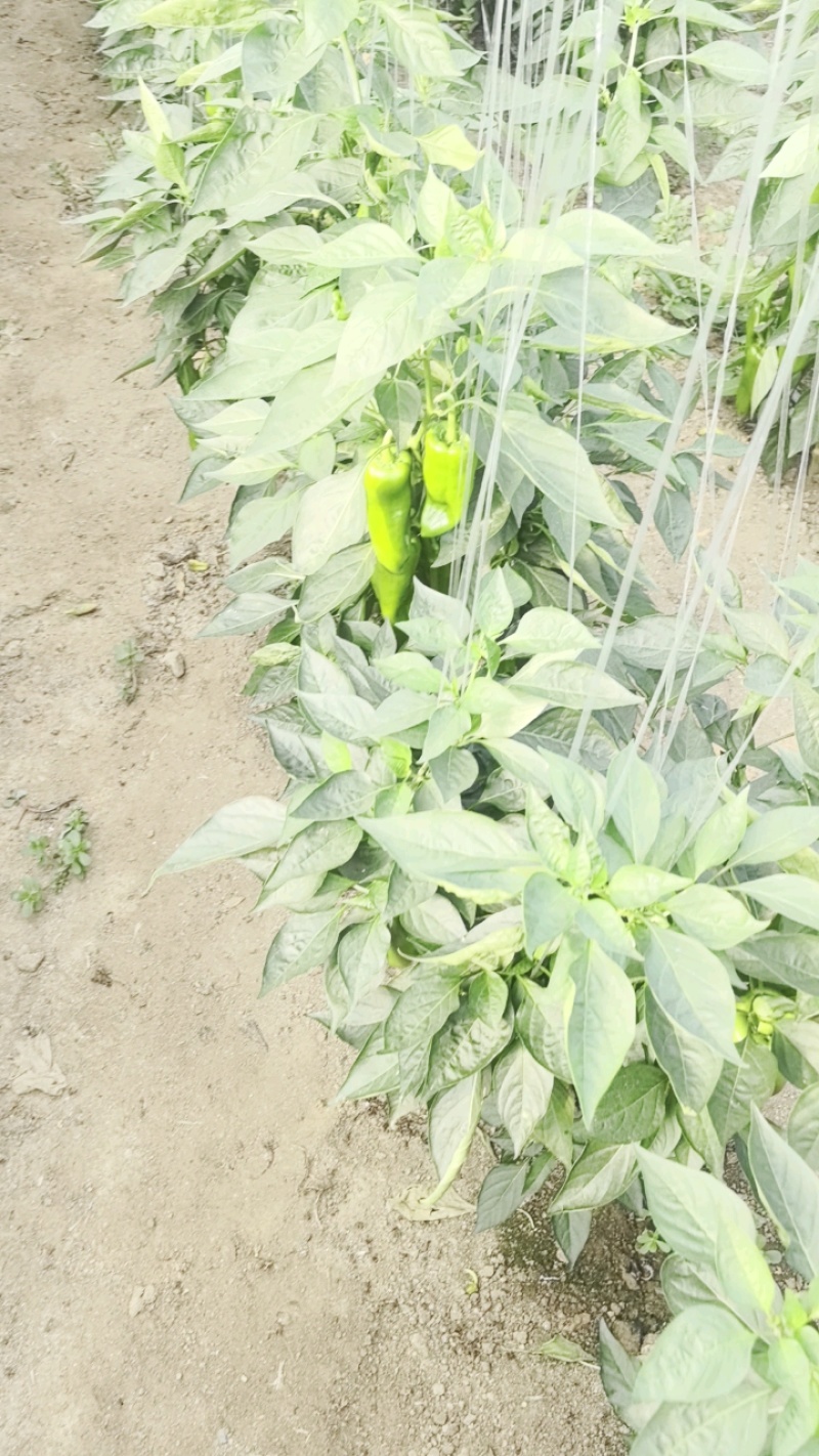 安徽精选鲜辣椒大量现货优质红椒质量保证产地直发