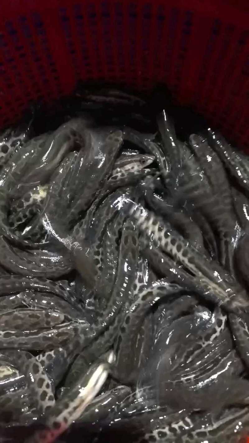 黑鱼苗活体淡水鱼苗养殖乌鳢鱼苗生鱼苗财鱼苗观赏小鱼苗好养