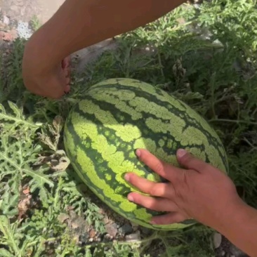 正宗硒砂瓜石头瓜实力代办规格齐全包熟包甜可视频看货