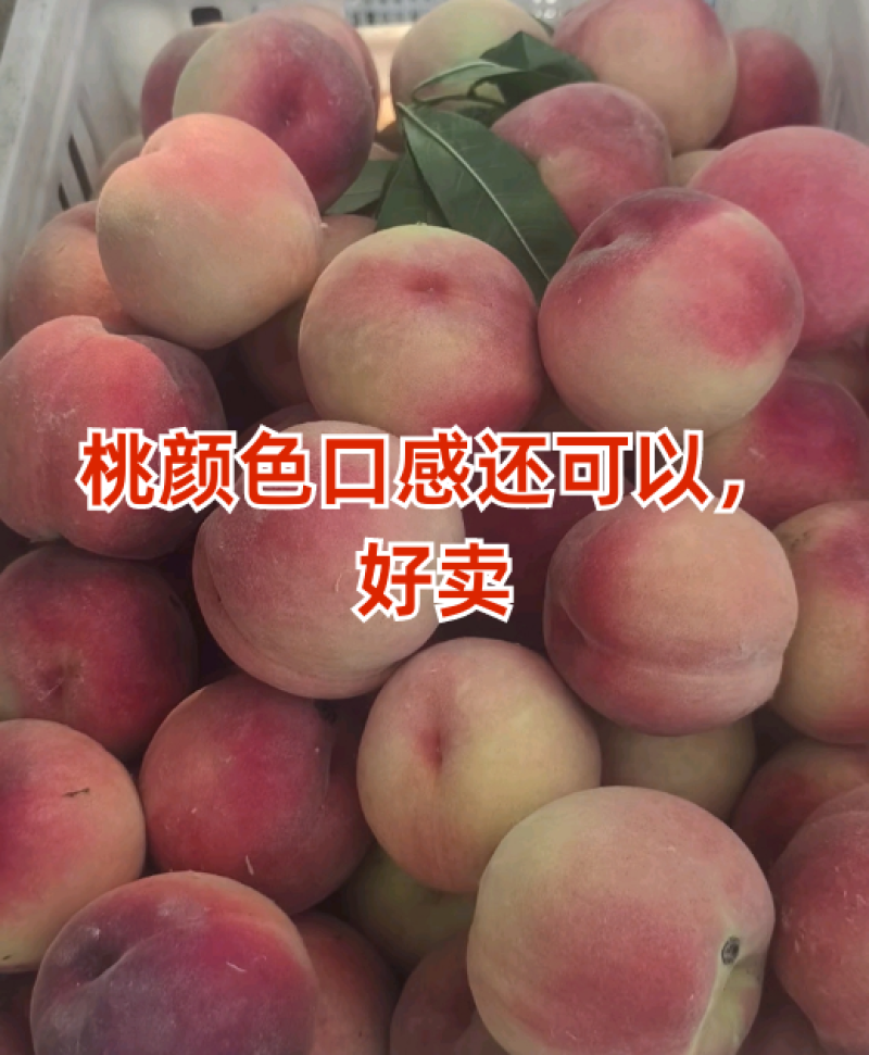 精品水蜜桃系列品种齐全欢迎商超电商前来抢购