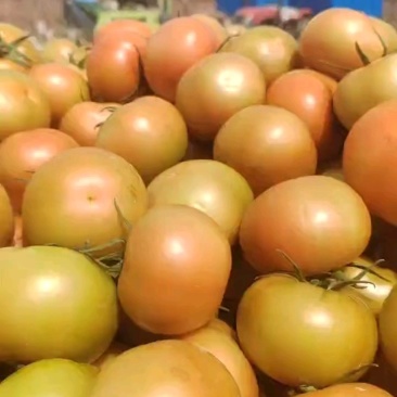 大红西红柿石头果番茄宁夏产地大量上市量大从优