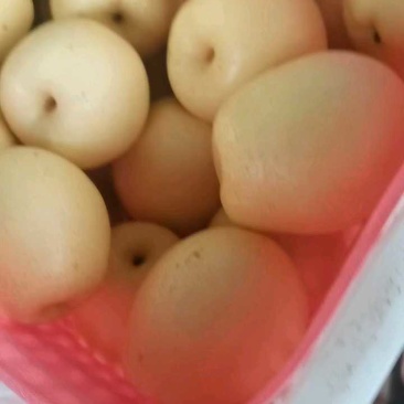 白皇冠6两起，1块到1块2，货源充足