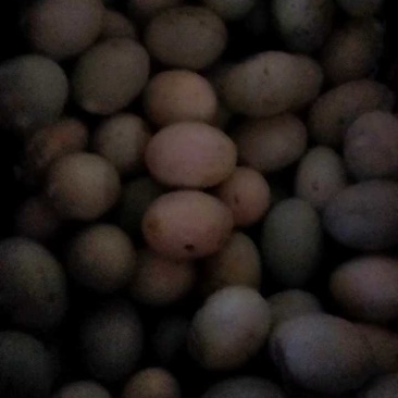 土鸭蛋黄心没有色素没有抗生素纯粮食喂养