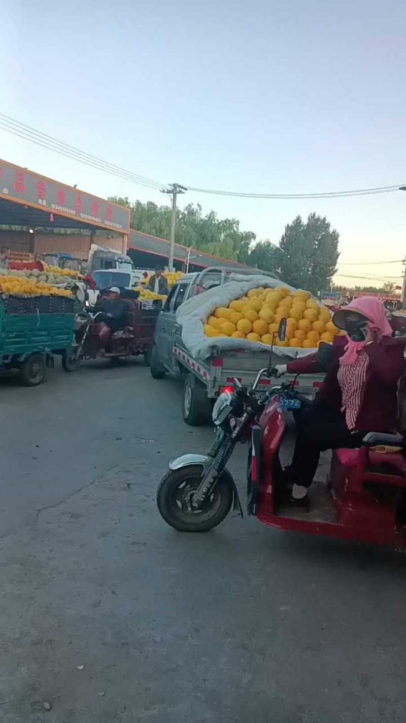 甘肃武威民勤金色年华哈密瓜，个头大糖度高，口感好
