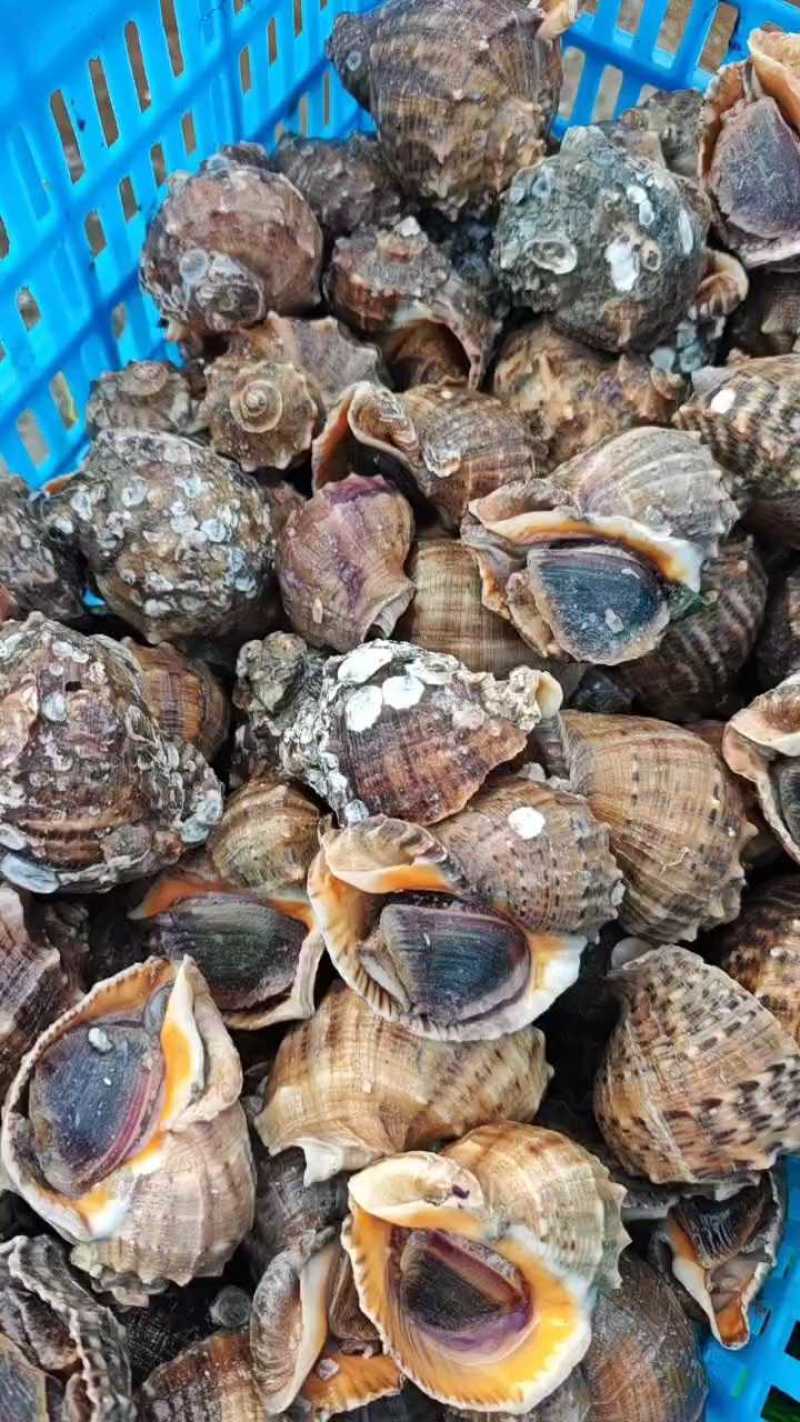 海螺，长期供应，货源稳定。欢迎前来咨询采购