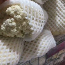 精品花菜大量供应中，面白根干净。可以散装打袋子，装泡沫