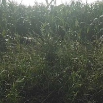 甜玉米装车，能装半挂，联系我