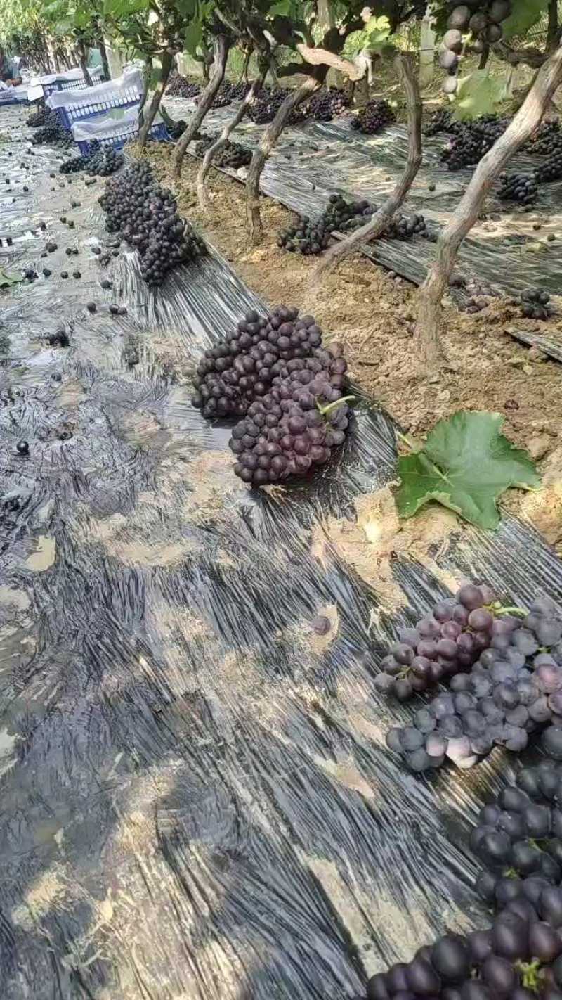 巨峰葡萄，平邑巨峰葡萄大量上市中，产地现摘口感甜，颜色黑
