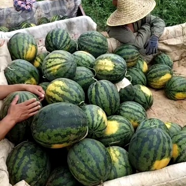 辽宁西瓜，大量有货，一手货源个大皮薄欢迎选购