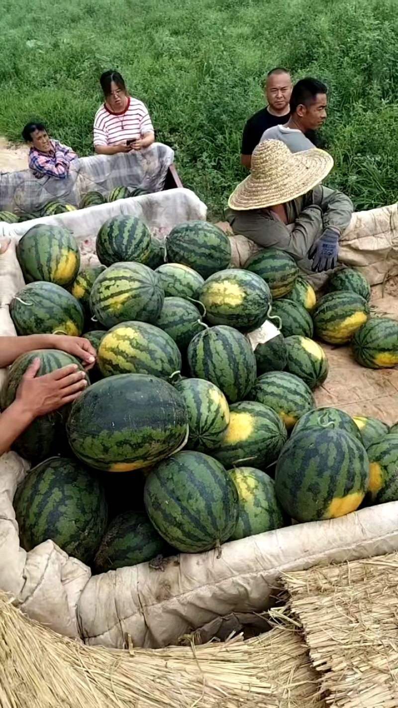 辽宁西瓜，大量有货，一手货源个大皮薄欢迎选购