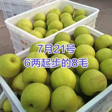 皇冠梨安徽砀山皇冠梨大量上市一手货源欢迎咨询