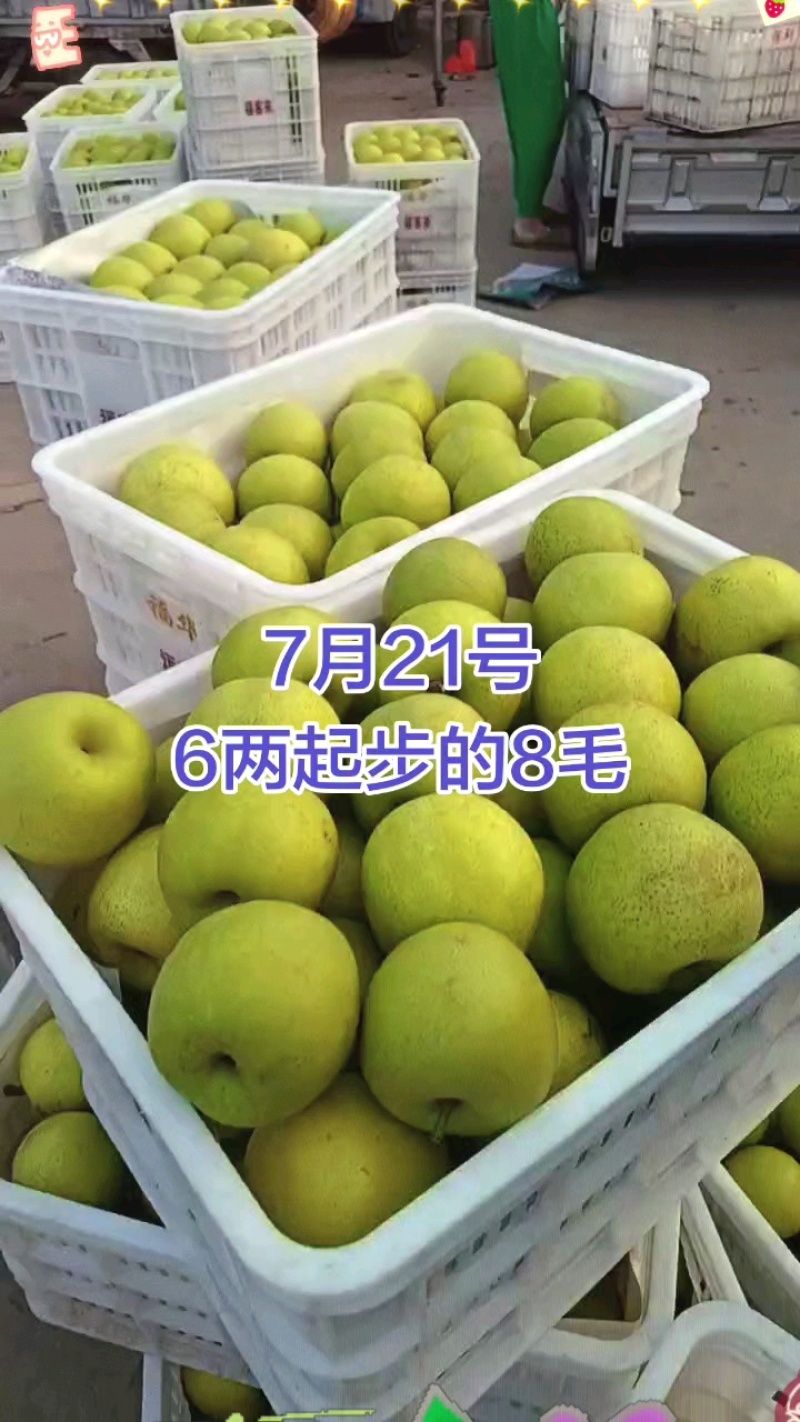 皇冠梨安徽砀山皇冠梨大量上市一手货源欢迎咨询