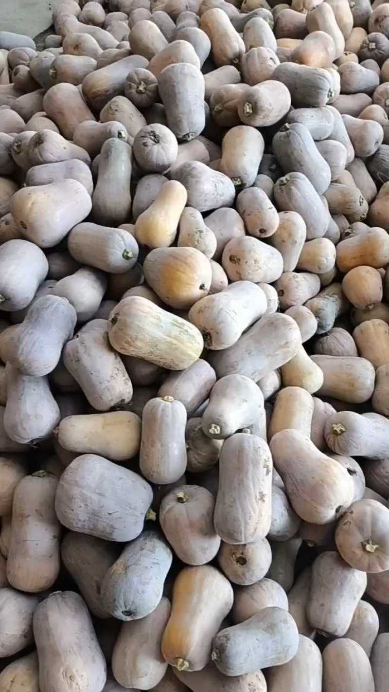 枕头南瓜，汉中枕头南瓜，金枕南瓜产地直发一手货源欢迎联系