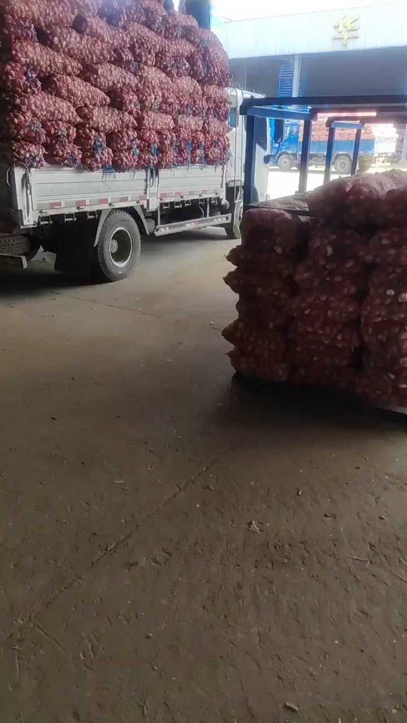 【实力供货】大蒜金乡大蒜冷库出租，行情分析，专业储存