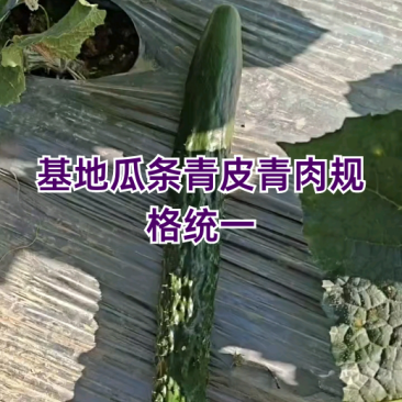 贵州密刺黄瓜,量大质优,专人分拣,全国发货。