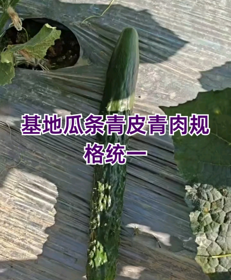 贵州密刺黄瓜，量大质优，专人分拣，全国发货。