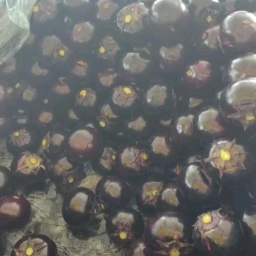 紫光圆茄