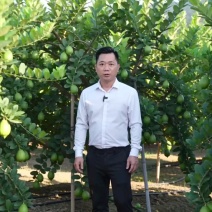 正宗广东香水柠檬产地果园直供，口感稳定价格美丽，长期不断货。
