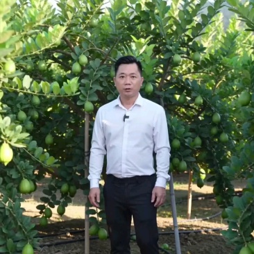 正宗广东香水柠檬产地果园直供，口感稳定价格美丽，长期不断货。