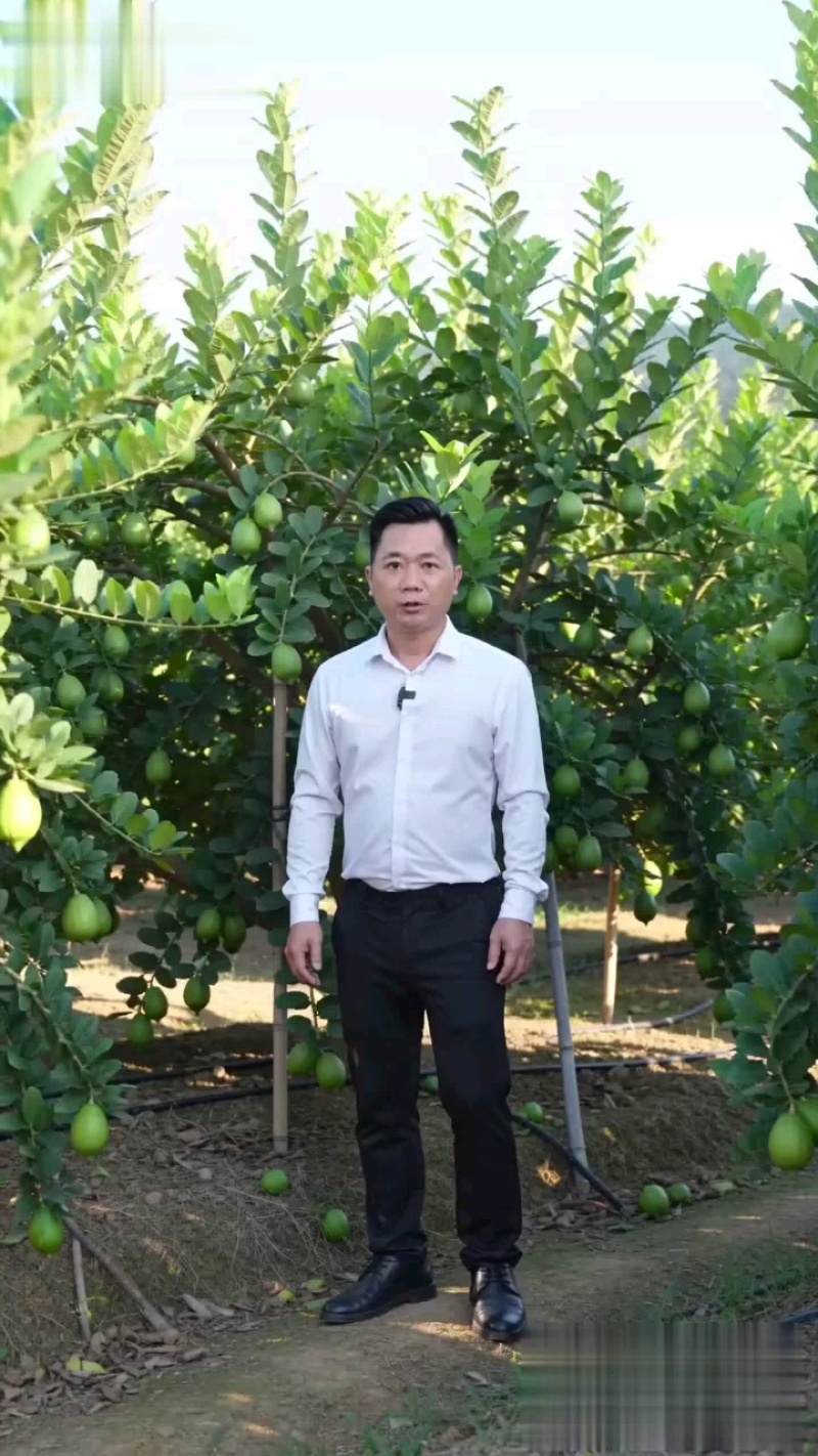 正宗广东香水柠檬产地果园直供，口感稳定价格美丽，长期不断货。