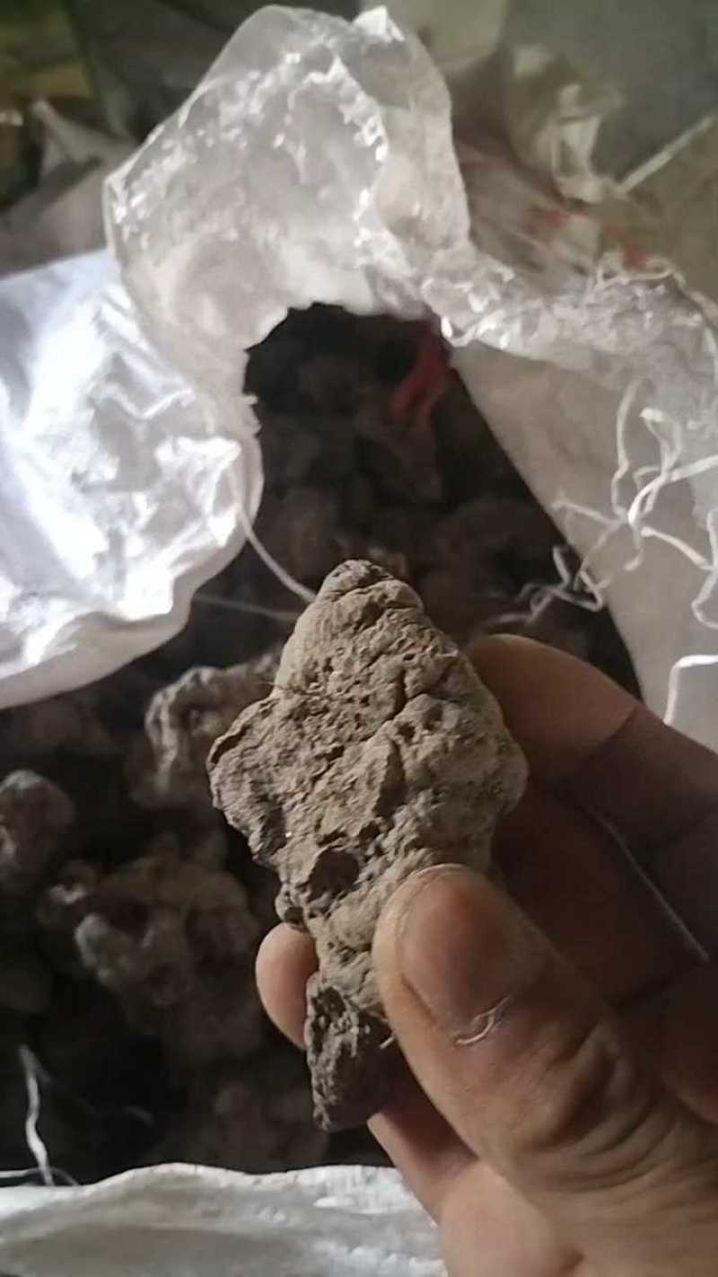 陕西家种猪苓，个子均匀无泥沙晒干，规格齐全。