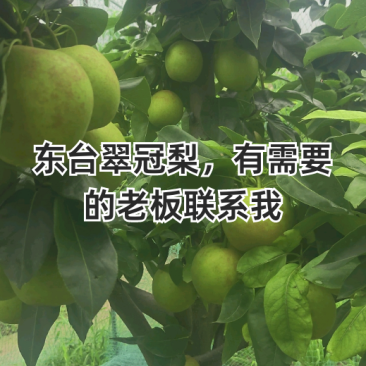 【实力推荐】江苏东台翠冠梨产地直销可对接各大市场