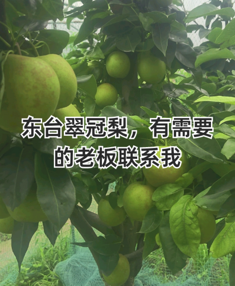 【实力推荐】江苏东台翠冠梨产地直销可对接各大市场