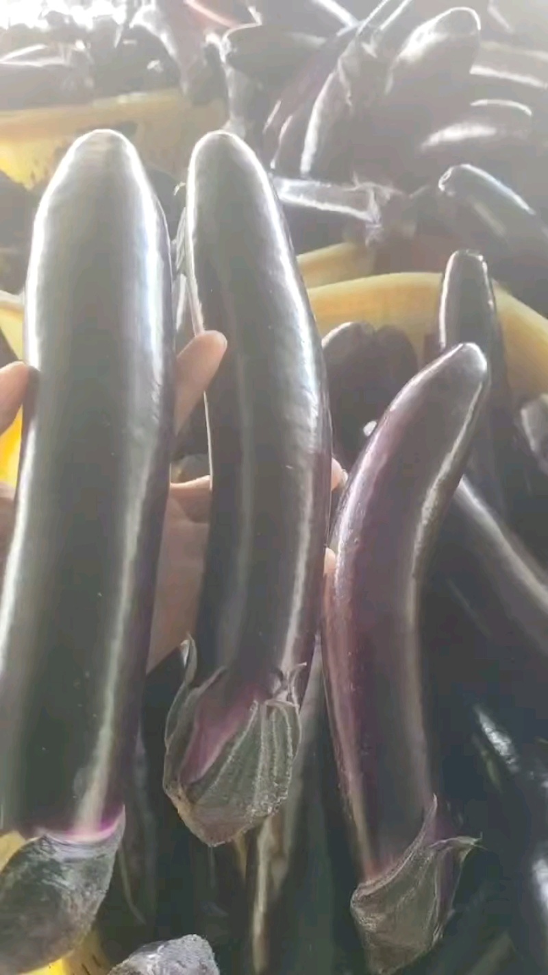 基地紫长茄现摘现打包，直接发送