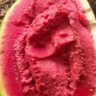 熟度确实熟了，瓜品质好，货量充足