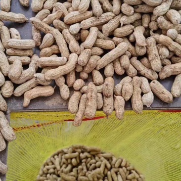 湖北四粒红鲜花生，颗粒饱满，口感甘甜产地直发