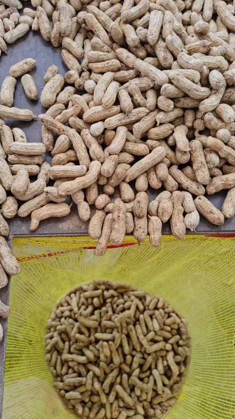湖北四粒红鲜花生，颗粒饱满，口感甘甜产地直发