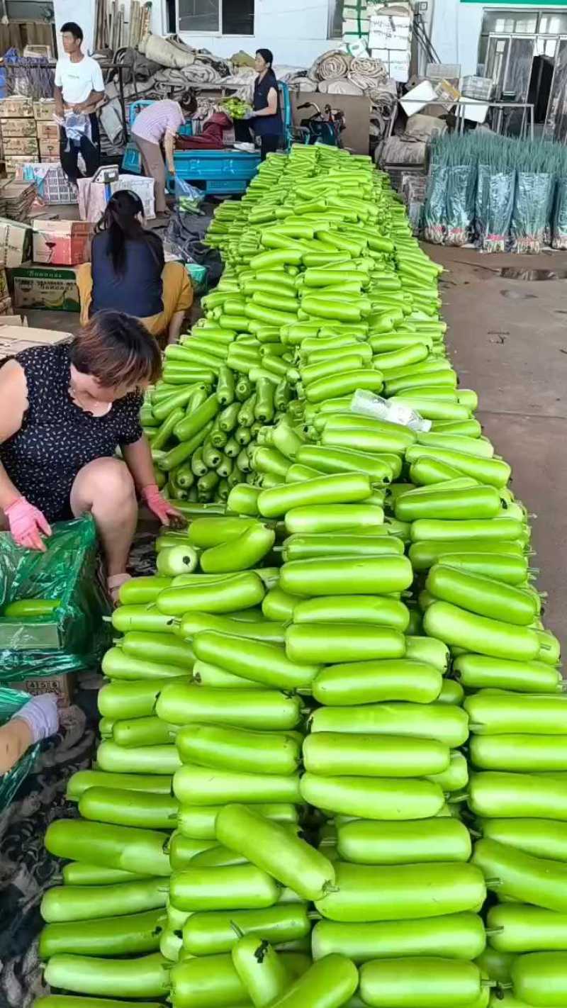 精品短瓠瓜大量有货，瓜条直，均匀颜色鲜亮。
