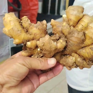 生姜